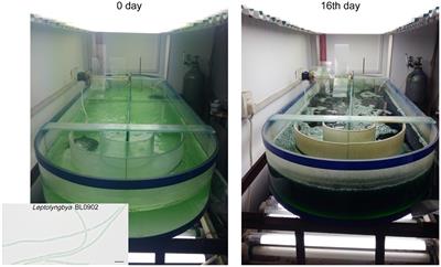 Development of Leptolyngbya sp. BL0902 into a model organism for synthetic biological research in filamentous cyanobacteria